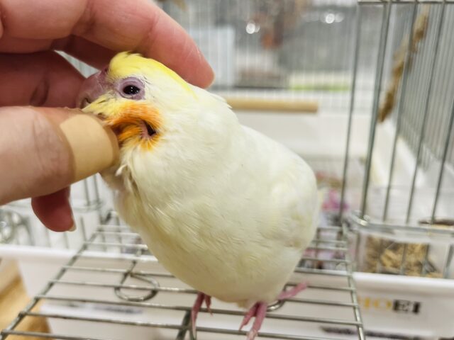 オカメインコ