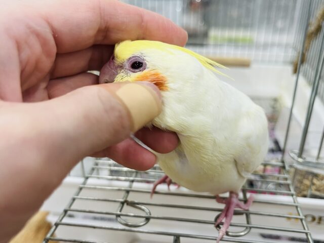 オカメインコ