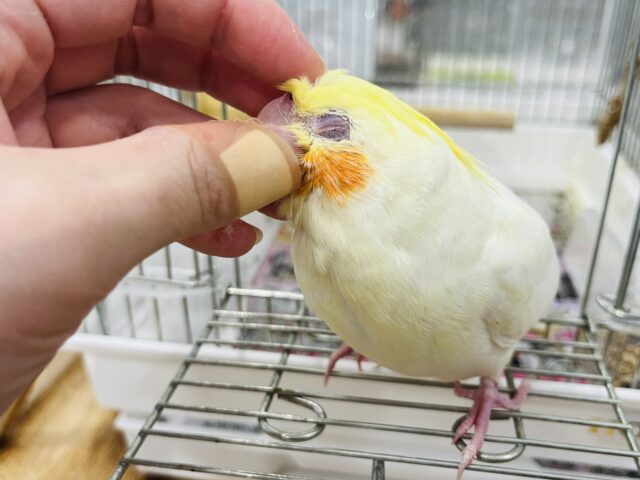 オカメインコ