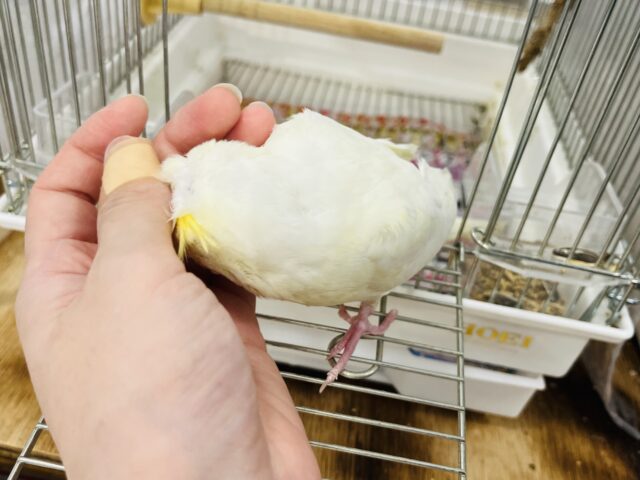 オカメインコ