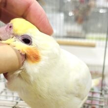 【最新画像・動画更新🪄ひとり餌・カゴデビュー‪☆】真っ白で可愛いチビっ子怪獣🐥オカメインコ(ルチノー) ヒナ