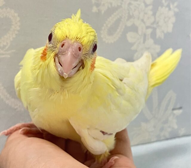 オカメインコ