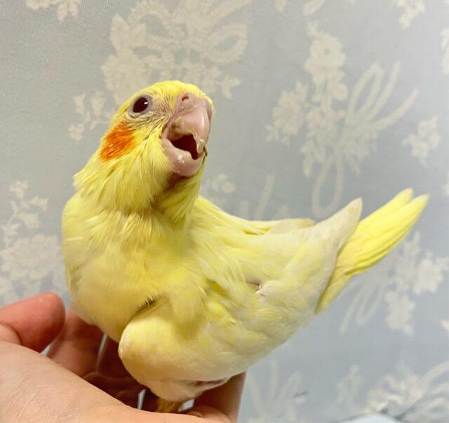 ✨️最新画像✨️ごはん🥺のアピールつよつよでGO‼️ オカメインコ(ルチノー2024年6月生まれ)
