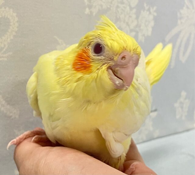 オカメインコ