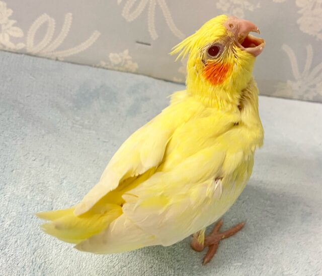 ✨️最新画像✨️ごはん🥺のアピールつよつよでGO‼️ オカメインコ(ルチノー2024年6月生まれ) オカメインコ