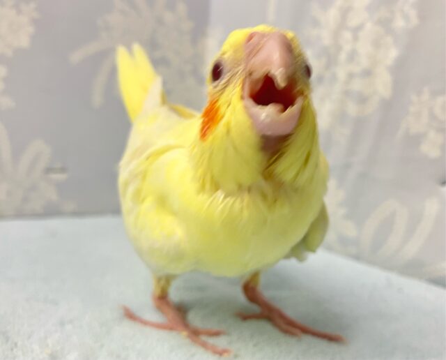 ✨️最新画像✨️ごはん🥺のアピールつよつよでGO‼️ オカメインコ(ルチノー2024年6月生まれ) オカメインコ