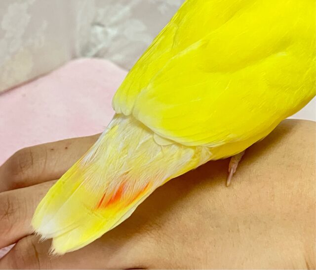 コザクラインコ（小桜インコ）