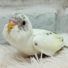 【最新画像更新🪄】魅力が詰まったヒナちゃん🐣♡セキセイインコ ヒナ（クリームハルクイン）