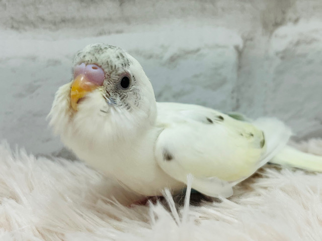 【最新画像更新🪄】魅力が詰まったヒナちゃん🐣♡セキセイインコ ヒナ（クリームハルクイン）