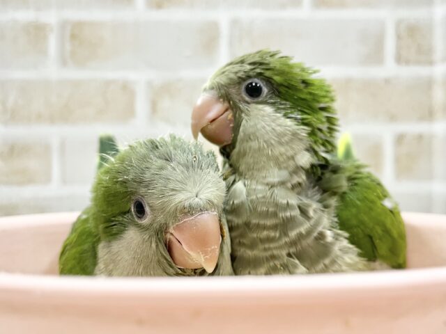 オキナインコ