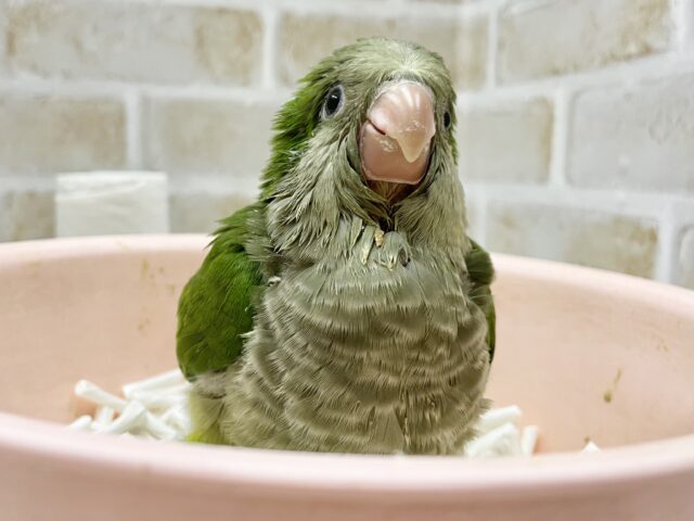 オキナインコ