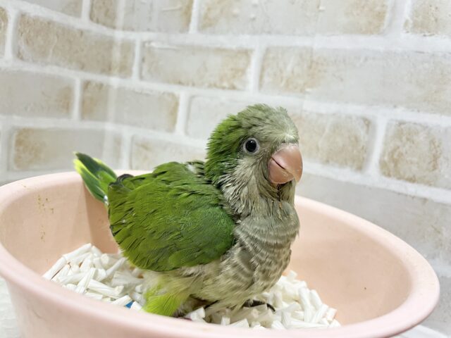 オキナインコ