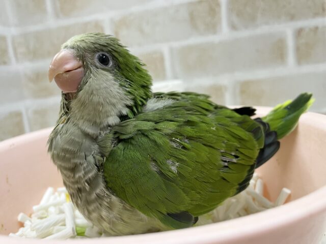 オキナインコ