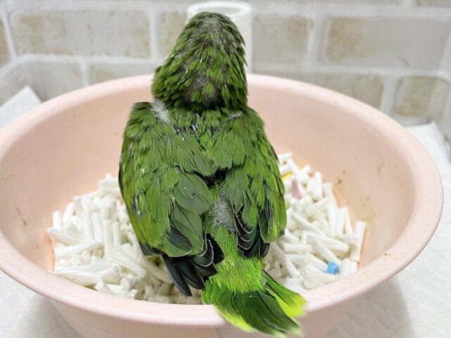 オキナインコ