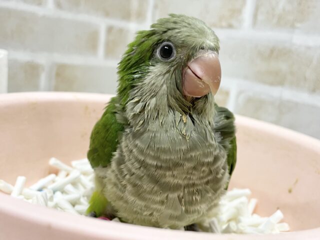 オキナインコ