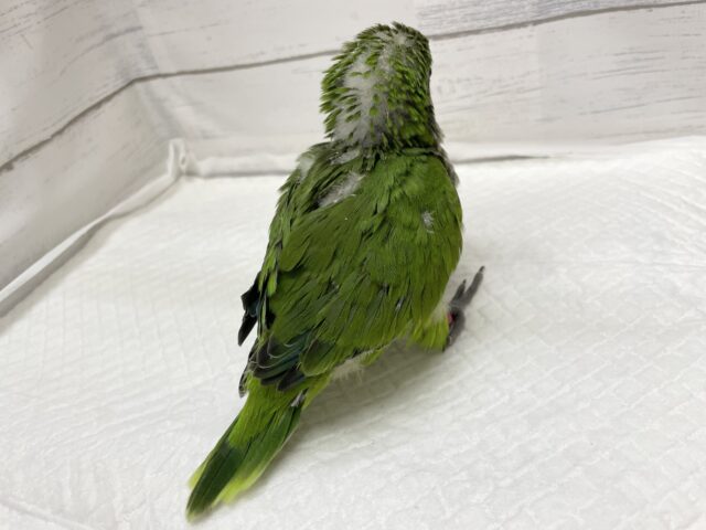 オキナインコ