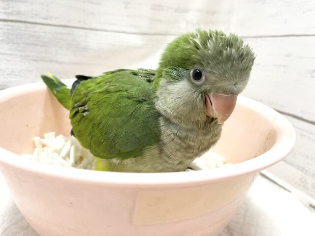 オキナインコ