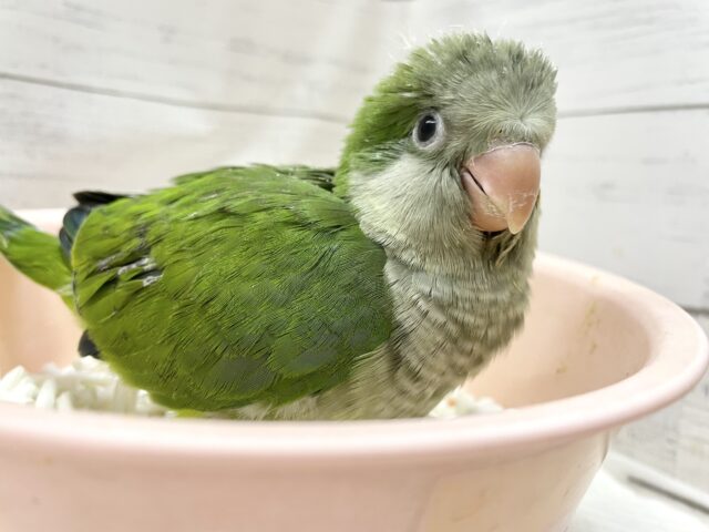 オキナインコ