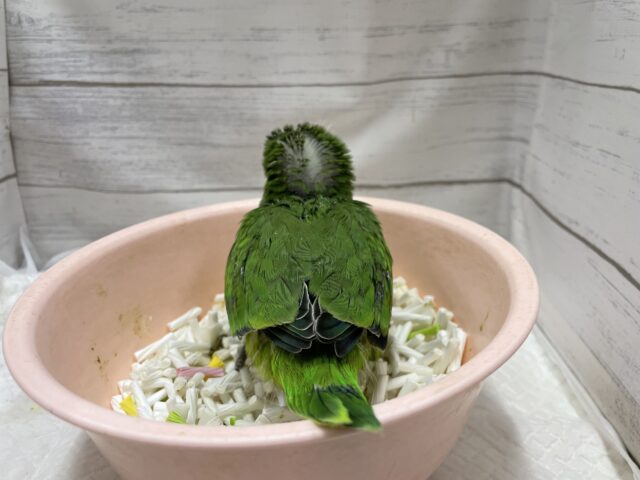 オキナインコ