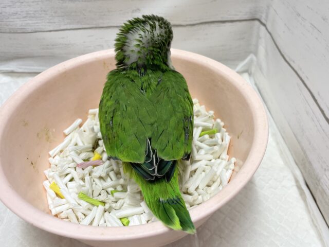 オキナインコ