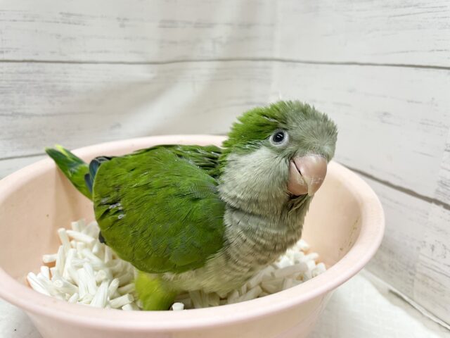 オキナインコ