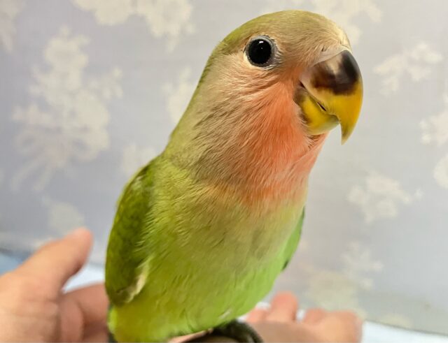 コザクラインコ（小桜インコ）