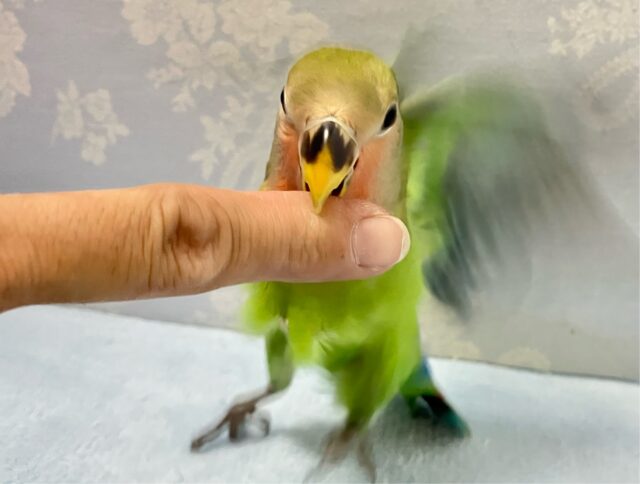 コザクラインコ（小桜インコ）