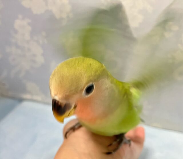 コザクラインコ（小桜インコ）