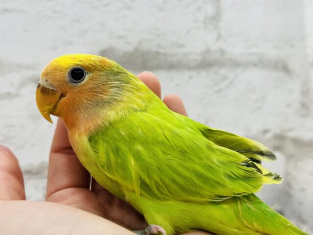 コザクラインコ（小桜インコ）