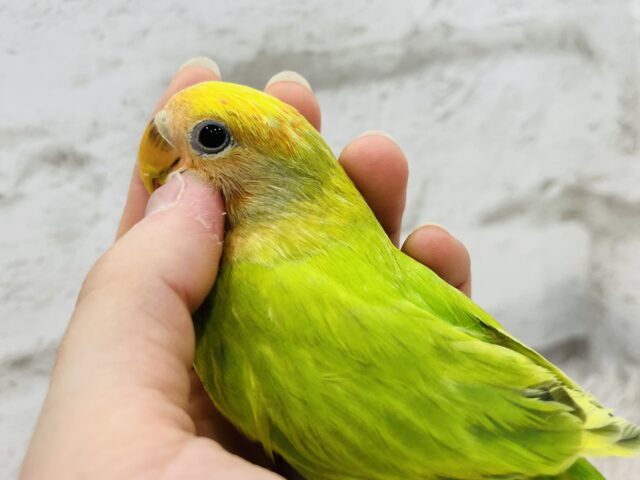 コザクラインコ（小桜インコ）