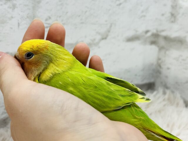 コザクラインコ（小桜インコ）