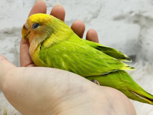 コザクラインコ（小桜インコ）