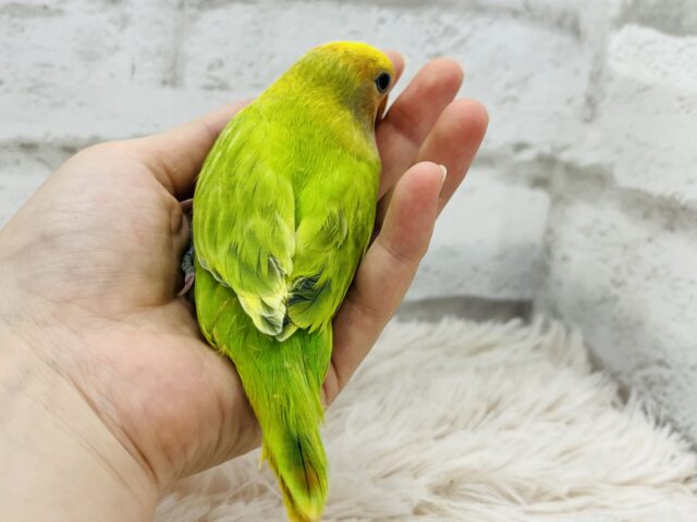 コザクラインコ（小桜インコ）