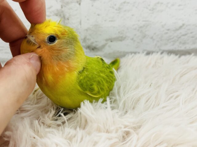 コザクラインコ（小桜インコ）