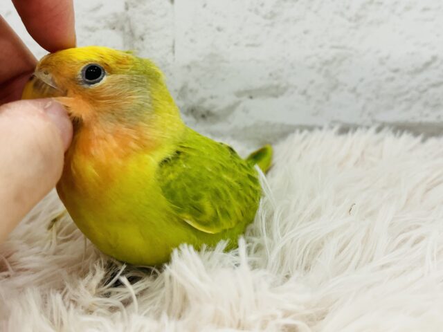 コザクラインコ（小桜インコ）