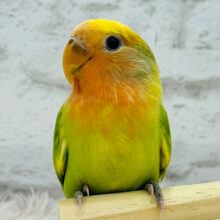 【最新画像・動画更新🪄】目指すはーーー　ベタ馴れさん☆　黄色の若ミカンさんっ　コザクラインコ～～