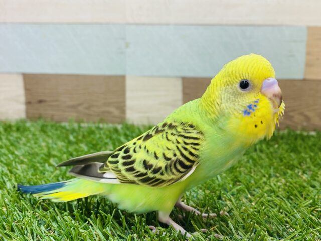 最新画像有ります❗️ピロロロ〜定番人気のカラーです💛💚セキセイインコ（オパーリン）