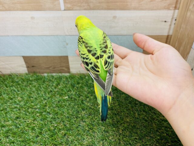 セキセイインコ