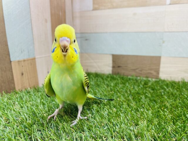 セキセイインコ