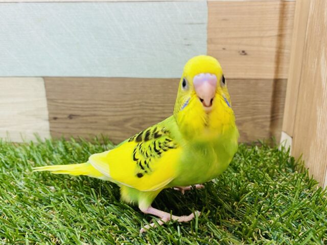 最新画像有ります⭐️ワタワタを身につけて〜☁️元気っ子なセキセイインコパイド⭐️