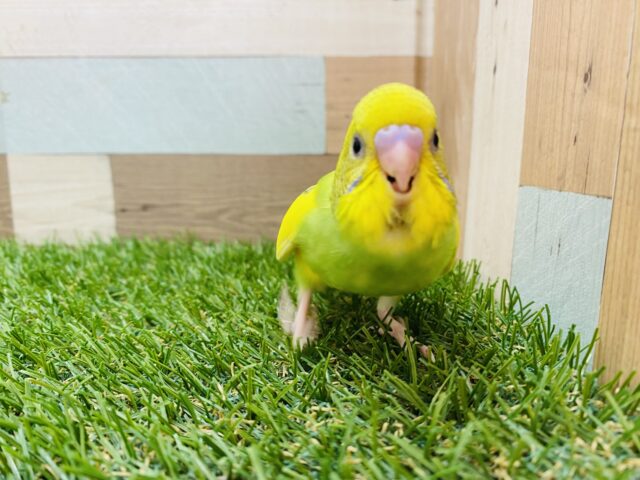 セキセイインコ