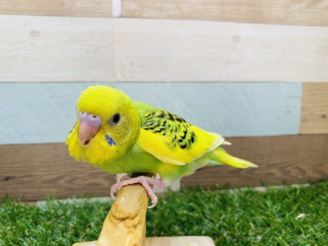 セキセイインコ