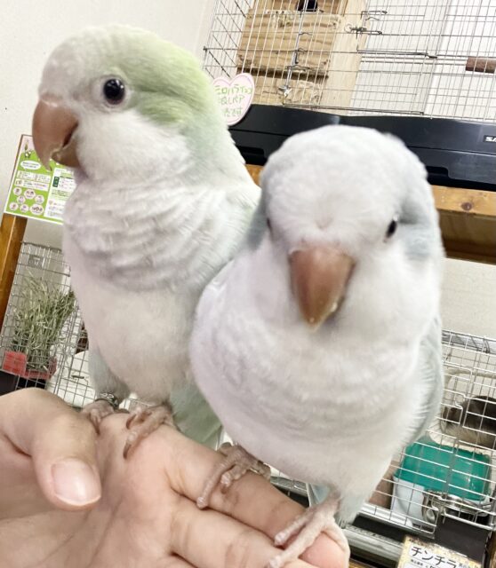 オキナインコ