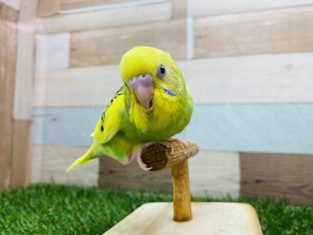 セキセイインコ