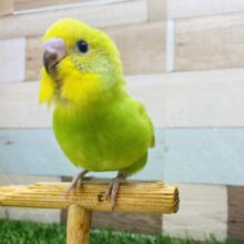 最新画像有ります‼️綺麗な模様が美しいんです✨鮮やかなグリーンのセキセイインコ（スパングル）💛💚