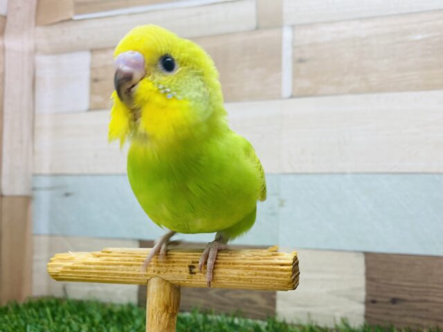 最新画像有ります‼️綺麗な模様が美しいんです✨鮮やかなグリーンのセキセイインコ（スパングル）💛💚