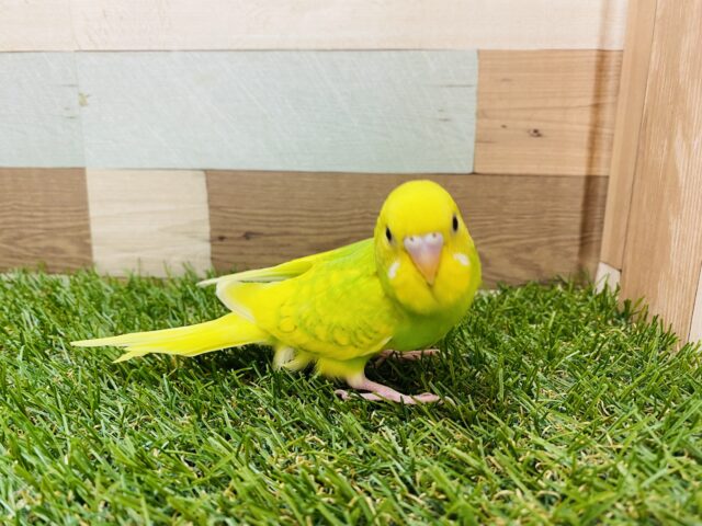 セキセイインコ