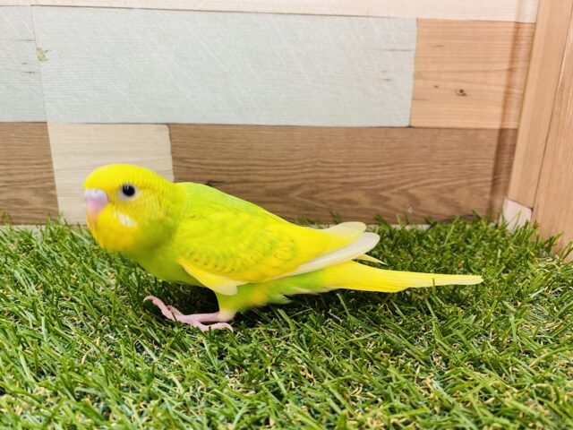 セキセイインコ