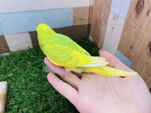 セキセイインコ