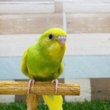 最新画像有ります❗️わたわたマフラー身につけているんです🥰おめめが愛らしいセキセイインコ（スパングルパイド）⭐️